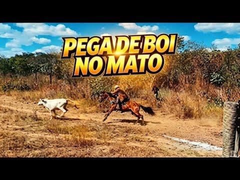PEGA DE BOI NA FAZENDA ENTRE RIOS PARAMOTI CE 🌵