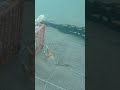 THE CRAZIEST UNDERWATER CRAB FOOTAGE