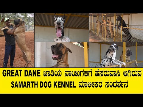 GREATDANE ಜಾತಿಯ ನಾಯಿಗಳಿಗೆ ಹೆಸರುವಾಸಿ ಆಗಿರುವ SAMARTH DOG KENNEL ಮಾಲೀಕರ ಸಂದರ್ಶನ...