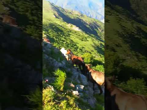 caballos criollos salta Iruya#campo #argentino 🇦🇷🇦🇷