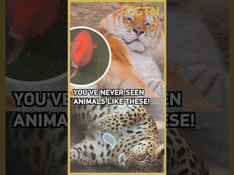 China's chubby zoo stars go viral
