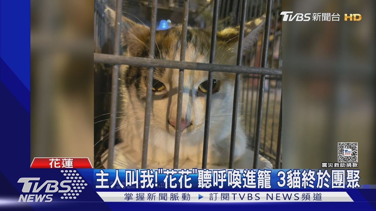 主人叫我!「花花」聽呼喚進籠 3貓終於團聚