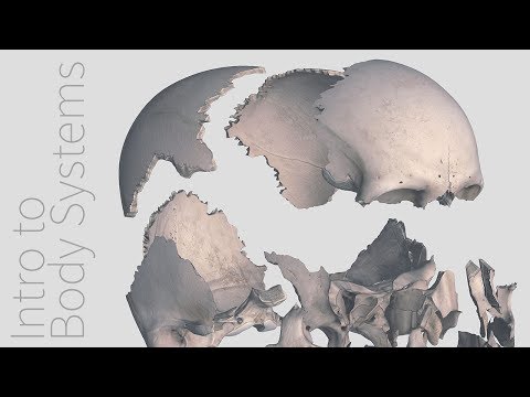 Introduction to the Skeletal System - Animated Tutorial | Complete Anatomy