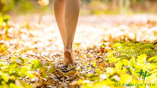 Reaching For The Hem Of His Garment - Mark 5:25-34