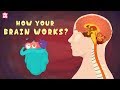 How Your Brain Works? - The Dr. Binocs Show | Best Learning Videos For Kids | Peekaboo Kidz