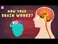 How Your Brain Works The Dr Binocs Show Best Learning Videos For Kids Peekaboo Kidz
