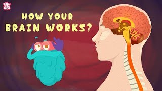 How Your Brain Works? - The Dr. Binocs Show | Best Learning Videos For Kids | Peekaboo Kidz
