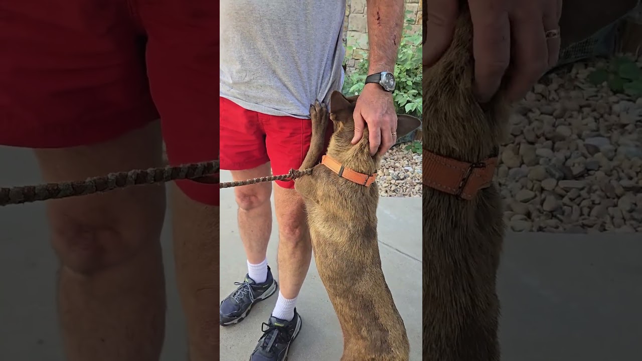 Nona, a Adoptable mixed breed in Evergreen, CO video 3/6
