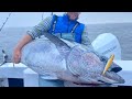 Deepwater Bluefin Tuna Topwater Poppers