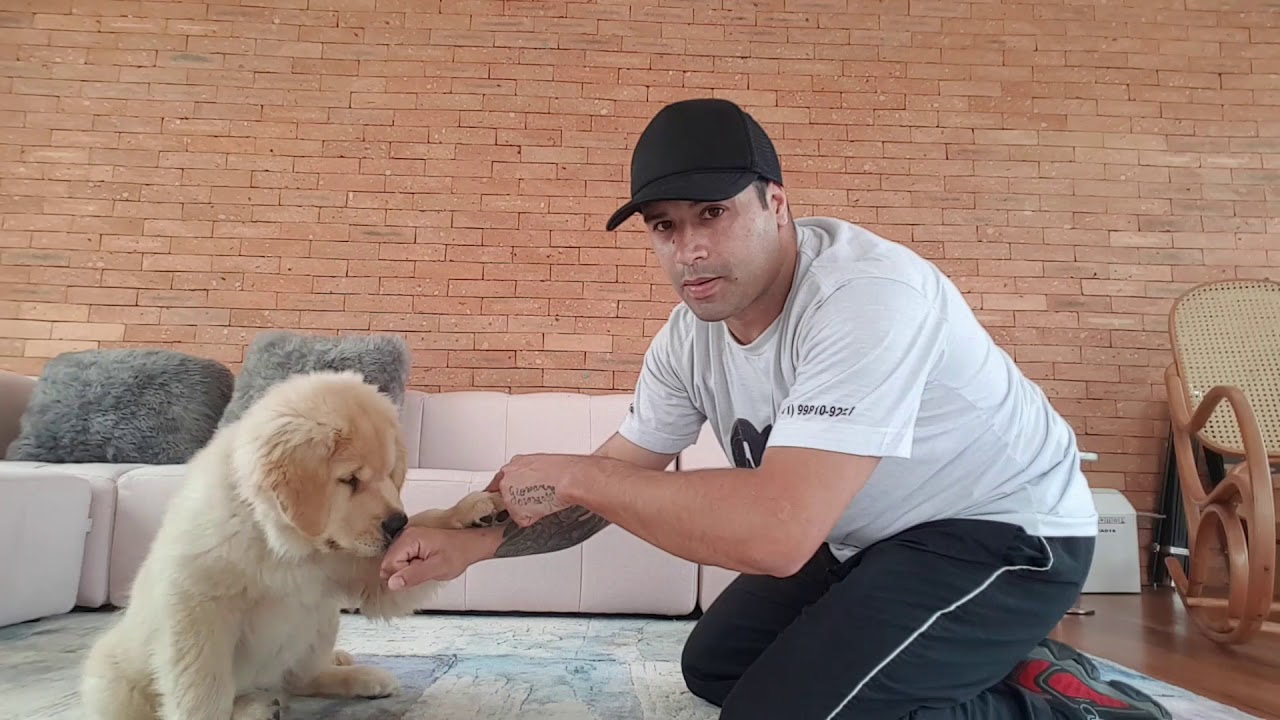 Como ensinar comandos básicos