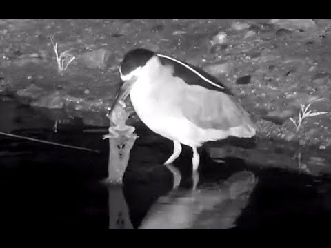 Black-crowned Night Heron catches dinner. Explore.org 06 november 2020