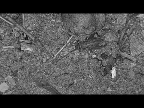 Djuma: Nightlife below the cam - 11/24/19