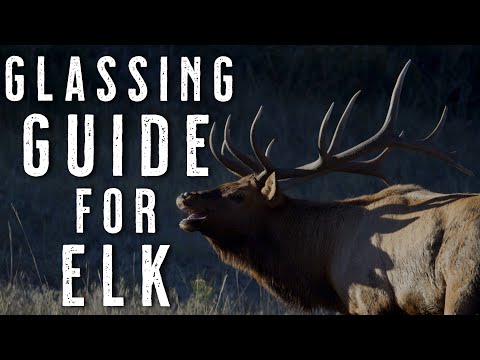 Late Season Elk Hunting | Glassing Tips to Find More Bulls
