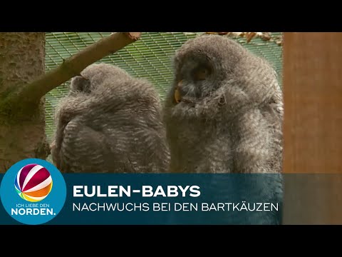 Süße-Eulen Babys: Bartkauz-Nachwuchs im Wildpark Eekholt