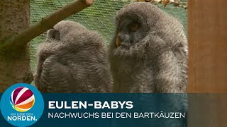 Süße-Eulen Babys: Bartkauz-Nachwuchs im Wildpark Eekholt