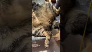 何をされても起きないにゃ