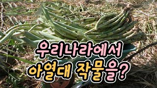 우리나라에서 사탕수수를 재배한다? / YTN 사이언스