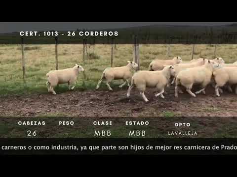 Lote 26 Corderos Texel en Ruta 14 a 3km de R8 - Paraje Retamosa