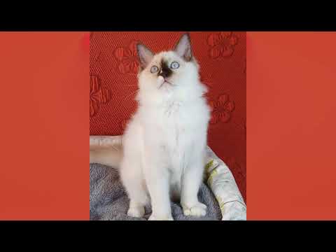 Vendita Wonder Blue Shakeaspeare