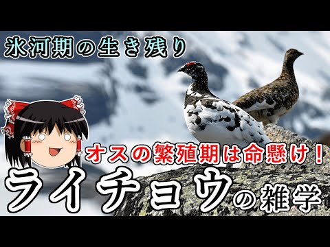 夏羽をまとったラゴプス・ムタ