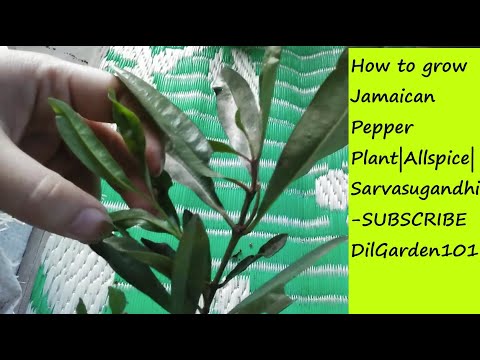 How to grow Allspice, Jamaican Pepper, Sarvasugandhi plant sapling plantation for garden|English|