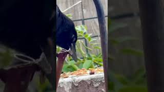 crow mother and child#shorts #youtubeshorts