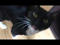 Love Me Tuxedo Cat Talking