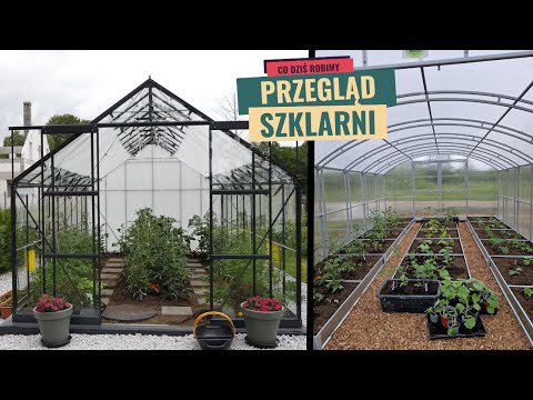 A look at tomatoes in greenhouses. The same seedlings, but what a difference.