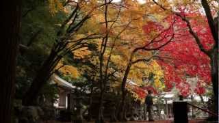 preview picture of video '箕面公園の紅葉　2012年11/23'
