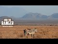 Grévy S Zebra And Beautiful Scenery Buffalo Springs Zebra Plains On Tour