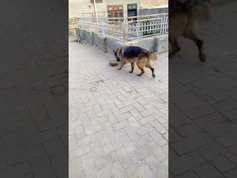 Dog love sweets #germanshepherd #doglover #dachshundpuppy #doodlepuppy #germanshorthairedpointer