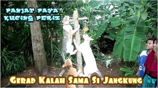 Download lagu VIDEO LUCU KUCING PANJAT PINANG | GERAD BERSAMA SI JANGKUNG mp3 Download lagu VIDEO LUCU KUCING PANJAT PINANG | GERAD BERSAMA SI JANGKUNG mp3