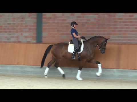 Hof Brüning - Intention v. Ivanhoe - Don Frederico, Stute geb. 2016