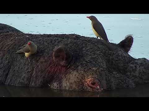 Djuma: Lone Hippo arrives - 18:00 - 08/25/19