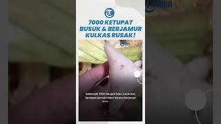 Kisah Penjual Ketupat: 7000 Ketupat Busuk dan Berjamur Sebelum Lebaran, Tak Sadar Kulkas Rusak!