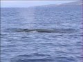 Sei Whale Species Identification