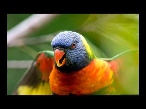 Polka für Trompete - einmal anders -Solist Peter Fliecher Österreich.wmv