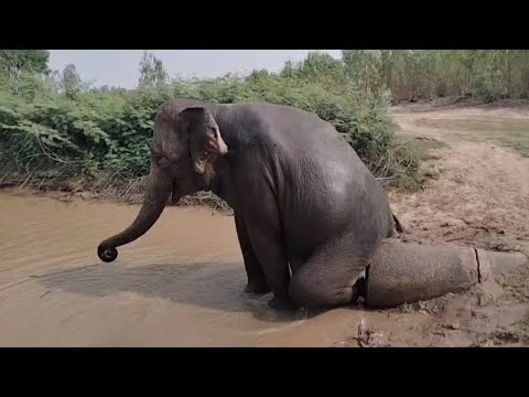 "What's this thing?" - #elephant Ghon Thong has discovered something new 🐘🤣💦🧼