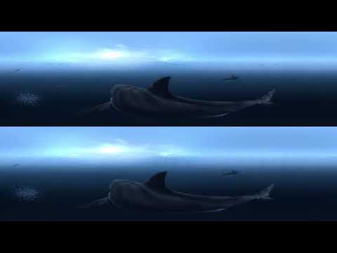 Great White Sharks 360 Video 4K!!