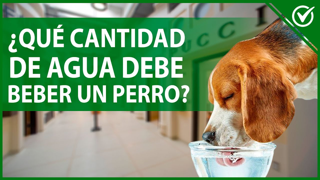 🐶 ¿Por qué mi PERRO bebe mucha agua y ORINA MUCHO - ¿Es normal o está enfermo 💧🐶