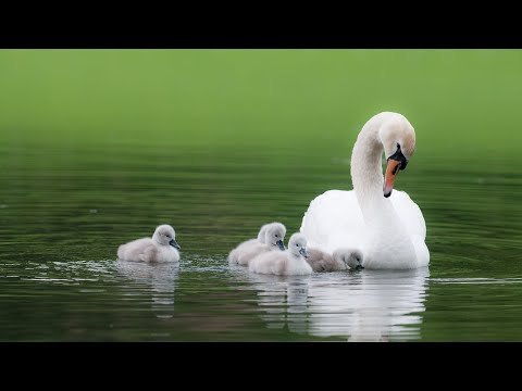 El lago de los cisnes de China