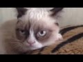 Малышка Тард (Grumpy Cat). Фан-видео. 