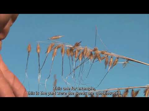 Capins Nativos do Cerrado (vídeo legendado em inglês)