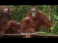Orangutan Jungle School star Beni - the new King of the Jungle