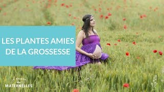Les plantes amies de la grossesse - La Maison des maternelles #LMDM