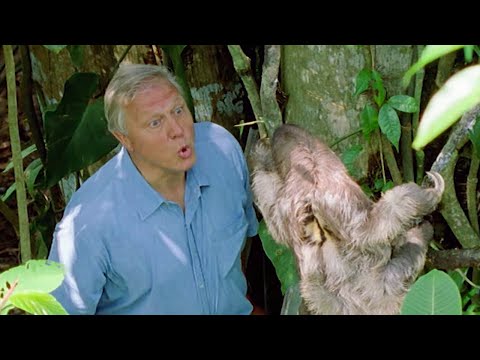 David Attenborough bafne na lenochoda
