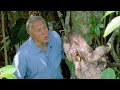 Attenborough: Saying Boo to a Sloth! - BBC Earth ...