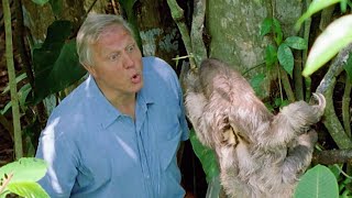 Attenborough: Saying Boo to a Sloth! - BBC Earth