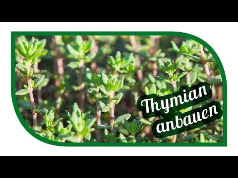 Grow thyme successfully 🌿 sow, plant, harvest
