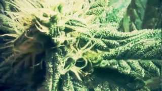 Pill - 4 Life (Official Video)